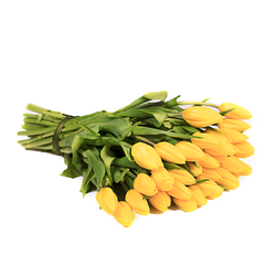 Żółte tulipany od 25 do 50...